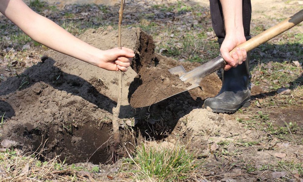 Planter droit avec les racines bien étalées et le collet au-dessus du sol