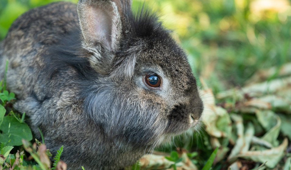 Un lapin nain peut vivre en extérieur avec un aménagement adapté 