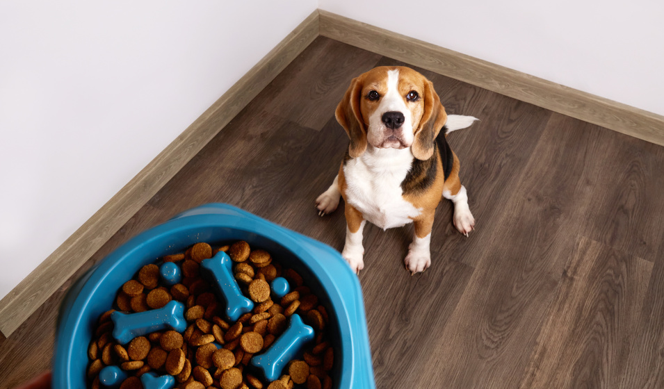Un chien beagle assis attend impatiemment ses croquettes dans une gamelle anti glouton