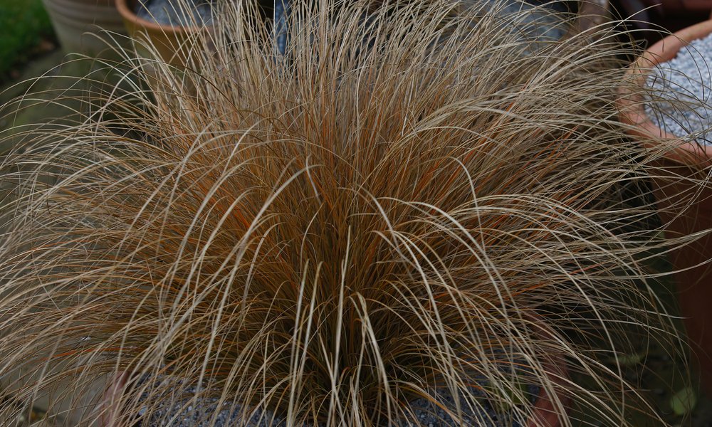Un beau carex blond roux en hiver