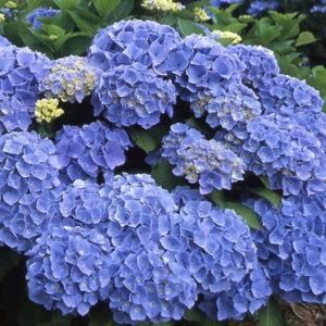 Hortensia 'Bodensee'