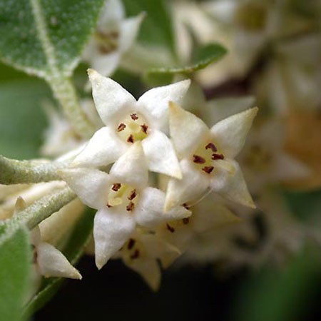 Fleurs d'Elaeagnus ebbingei