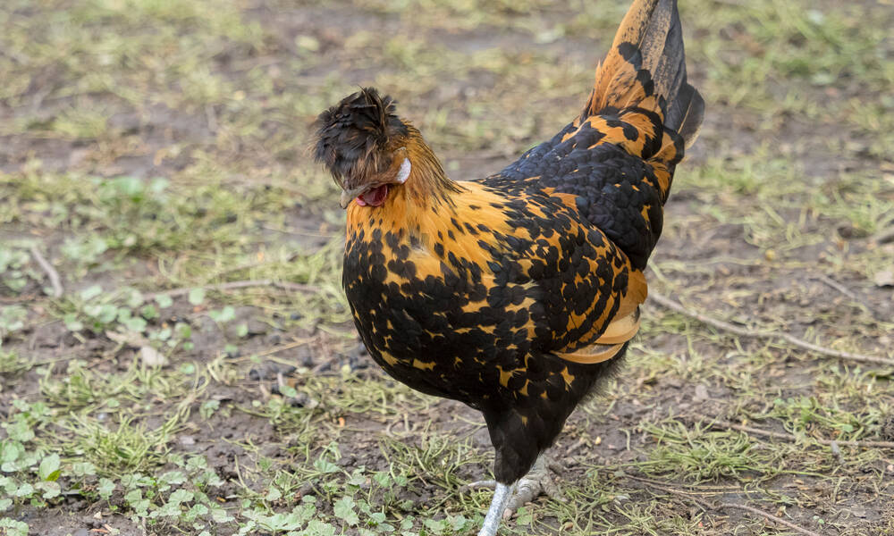 Une poule Appenzelloise Huppée