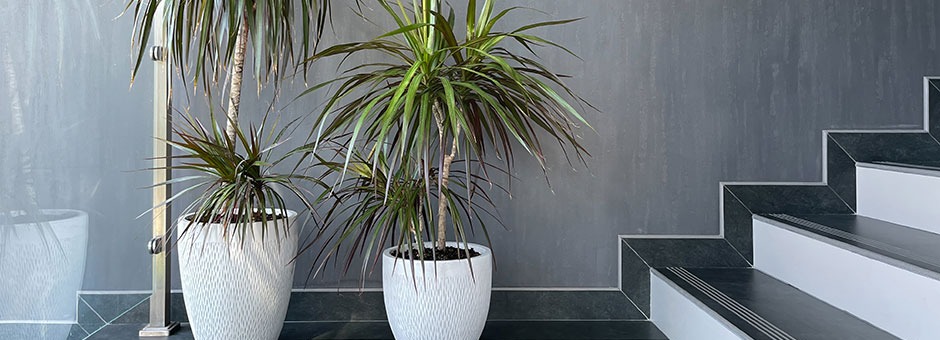 Dracaena