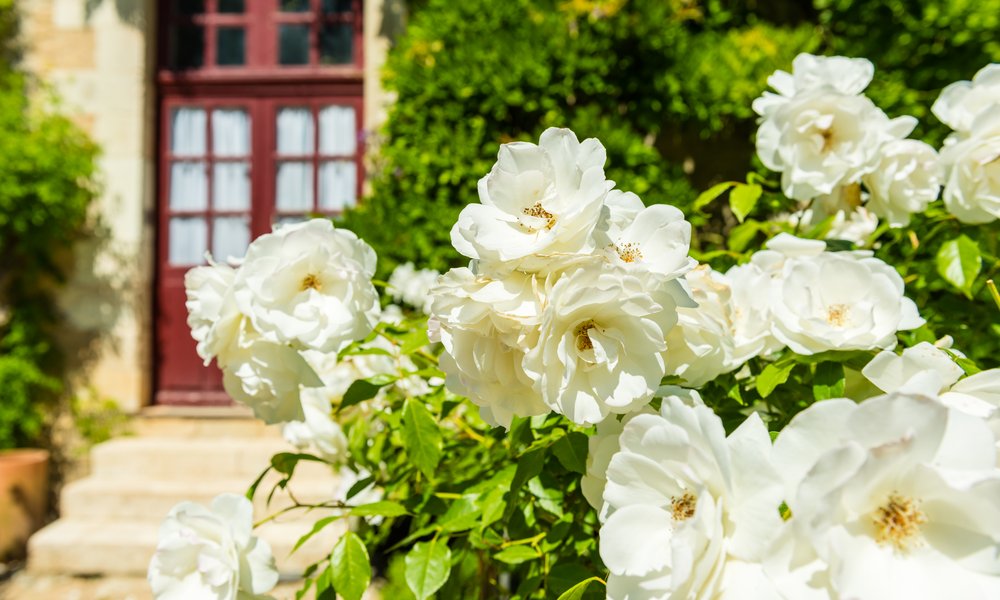 Pour un rosier fleuri durant plusieurs mois, optez pour un rosier remontant