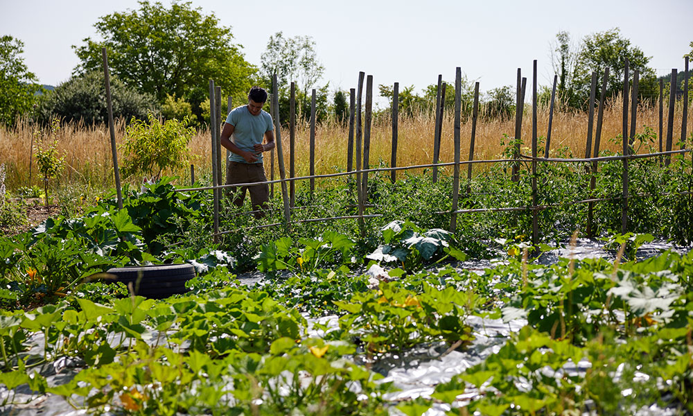 Le potager de Jigmé