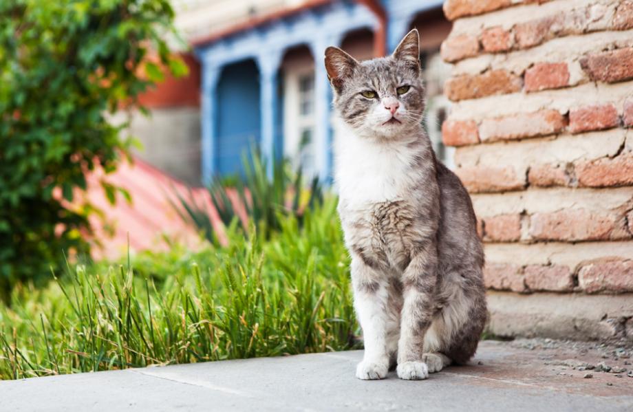 Vieux chat