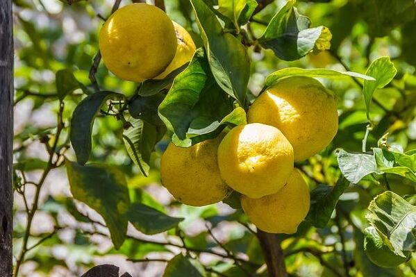 Protéger un citronnier avec un voile d'hivernage