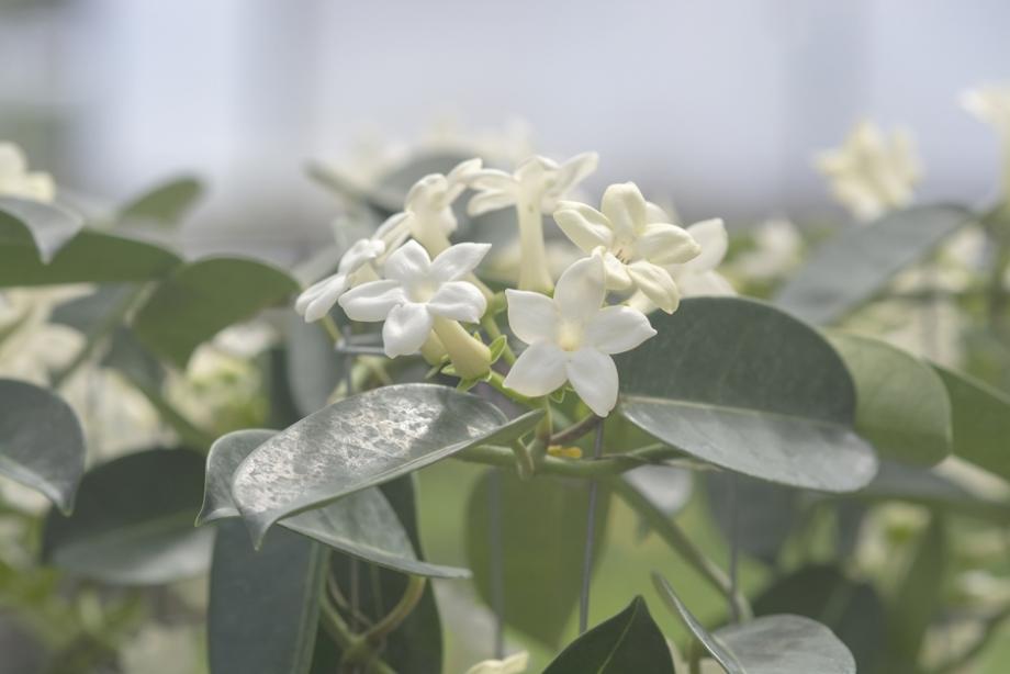 jasmin de Madagascar