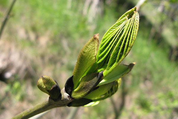 Le débourrement est l'ouverture des bourgeons