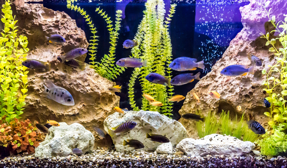 Substrat d'aquarium