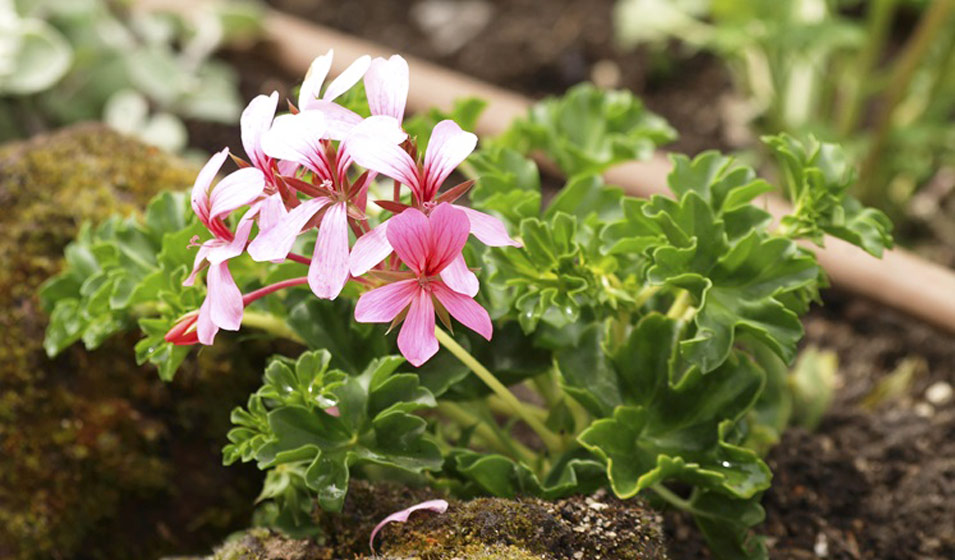5 choses à savoir sur l'arrosage de vos plantes — La Résidence