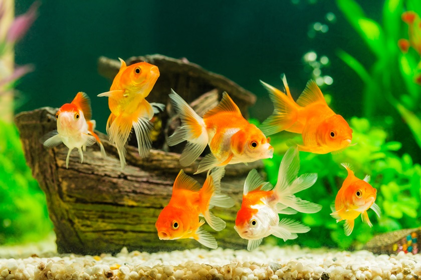 Quelques idées pour décorer votre aquarium – Portail2