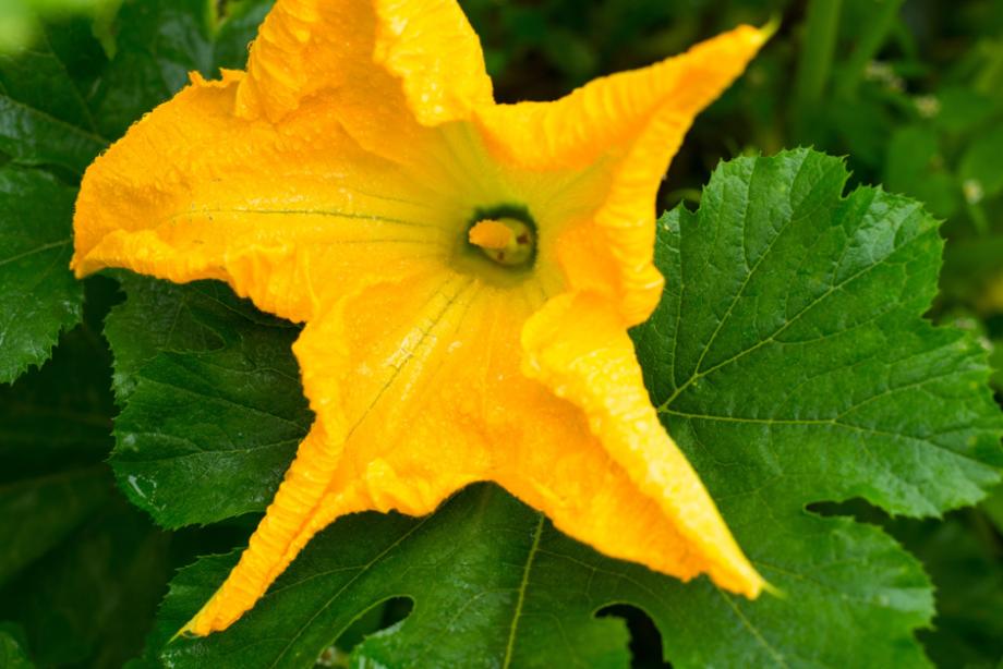 Fleur de courgette