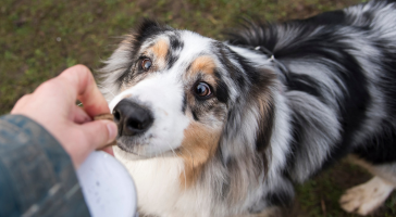 Gros plan sur un petit chien qui mange des croquettes dans sa gamelle