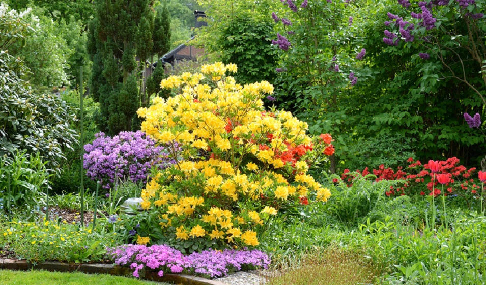 Comment planter un rhododendron ? - Jardiland