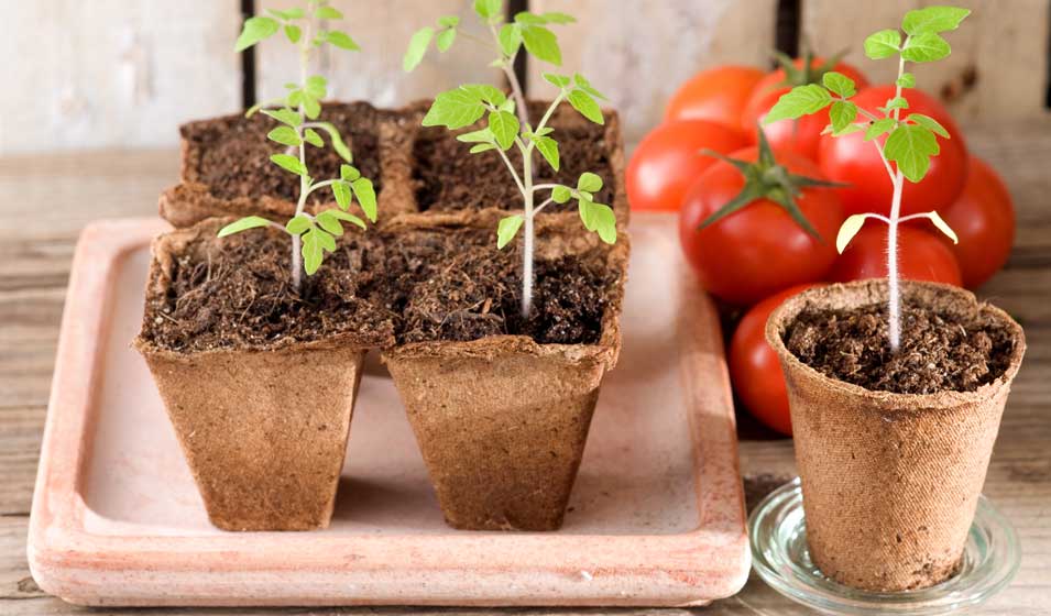 Semis et repiquage au potager : jeunes plants de tomates