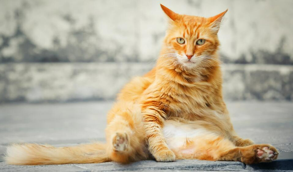 chat poids