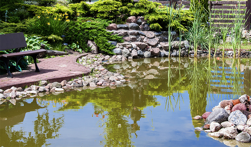 Installer votre étang: bassin préformé ou bache? - Dobbit