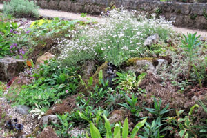 Jeune rocaille dans le Jardin de Mon Moulin