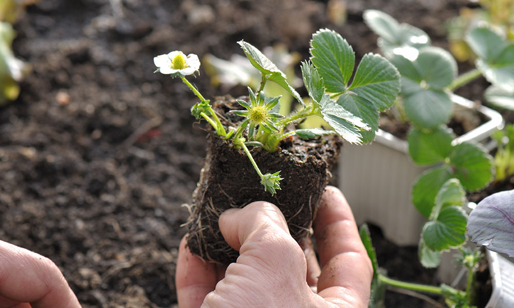 On plantera de préférence les fraisiers non remontants (qui ne donnent qu'une récolte par an) en fin d'été/début d'automne, et les remontants (2 récoltes par an) au printemps.