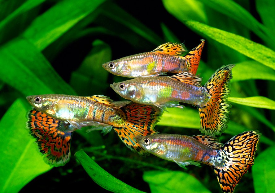 Quels poissons choisir pour un aquarium d