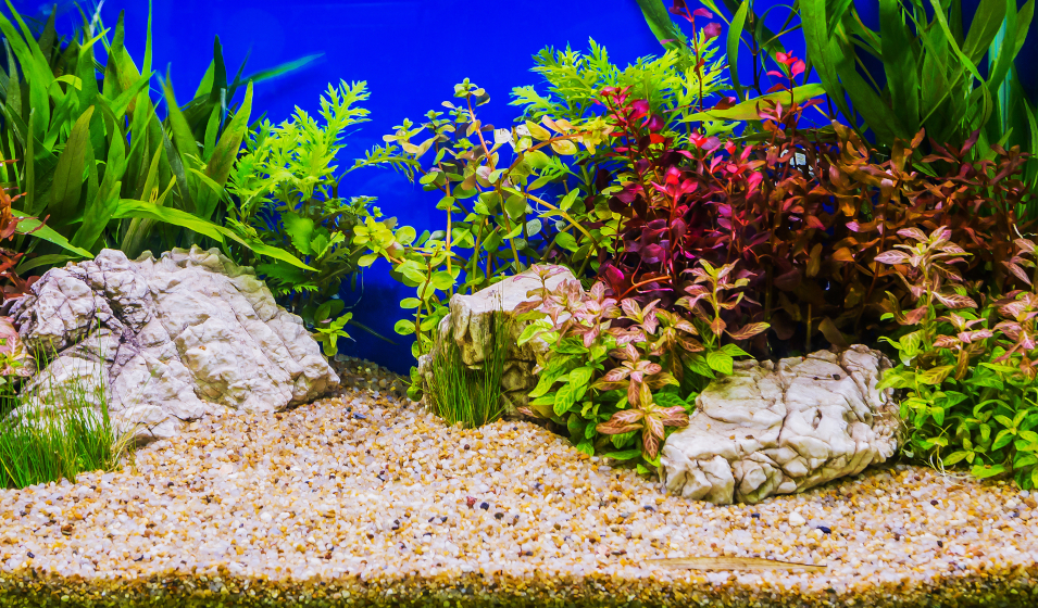 Lots de plantes d'aquarium pour débutant : PAYSAGE AQUATIQUE N°4 pour  aquarium eau douce - 57.95€