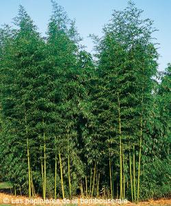 Choisir un bambou pour un rideau de verdure ou un brise vent - Gamm vert