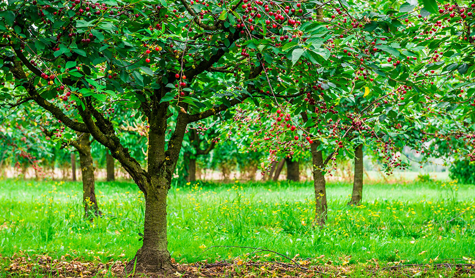 Cerisier : plantation, entretien et taille - Jardiland