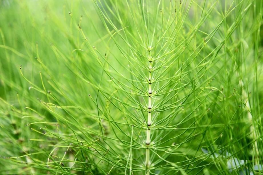La prêle, uneplante pour lutter contre la rouille de l'ail