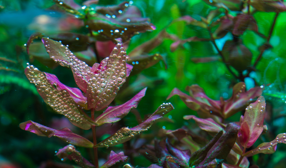 Macro Red engrais macro plantes rouges aquarium