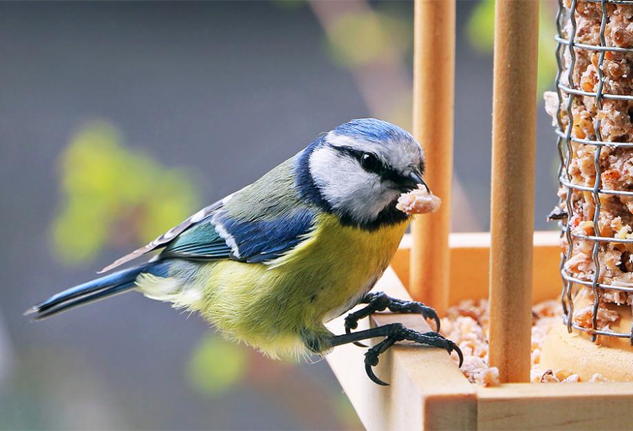 Bien nourrir les oiseaux du jardin - Gamm vert