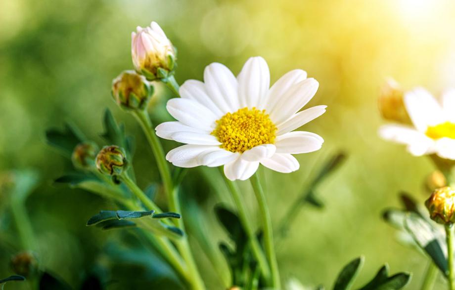 La fleur de camomille a de nombreuses vertues