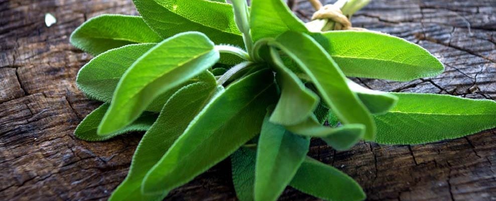 La sauge aromatique