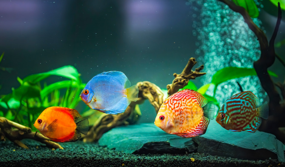 Comment bien aménager un aquarium pour discus ? Jardiland
