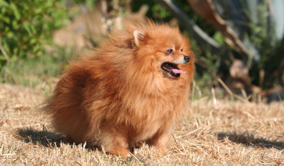 Le Pomeranian : le guide complet sur ce Spitz Nain –
