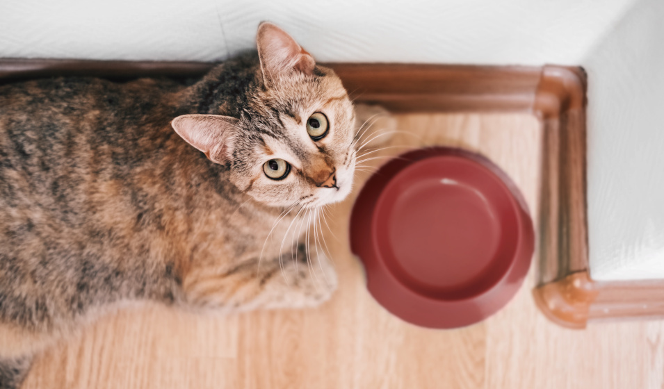 Une gamelle pour chat se nettoie tous les jours 