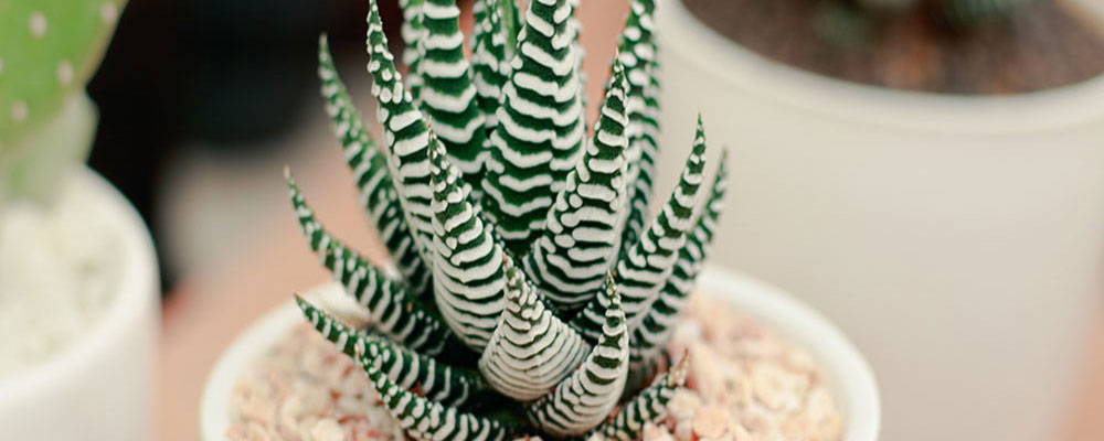 L’Haworthia fasciata