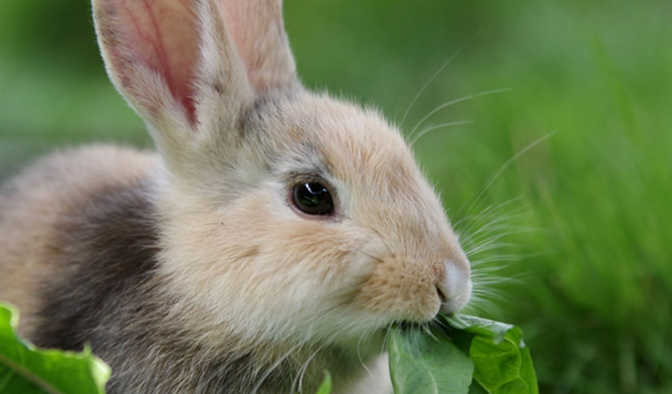 ¿qué Comida Usar Para Mi Conejo Doméstico? - Jardiland