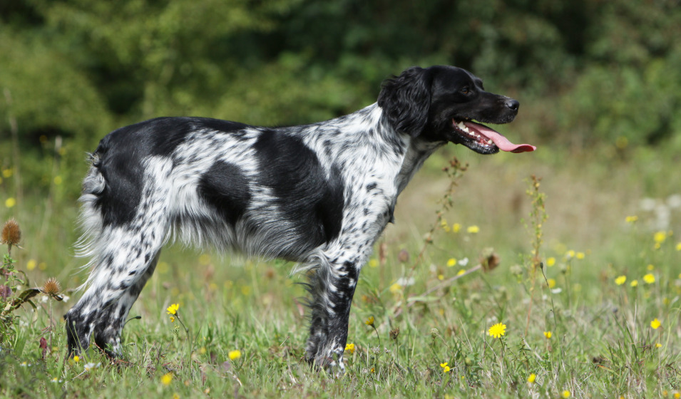 Chien épagneul breton à la robe grisonnée de profil 