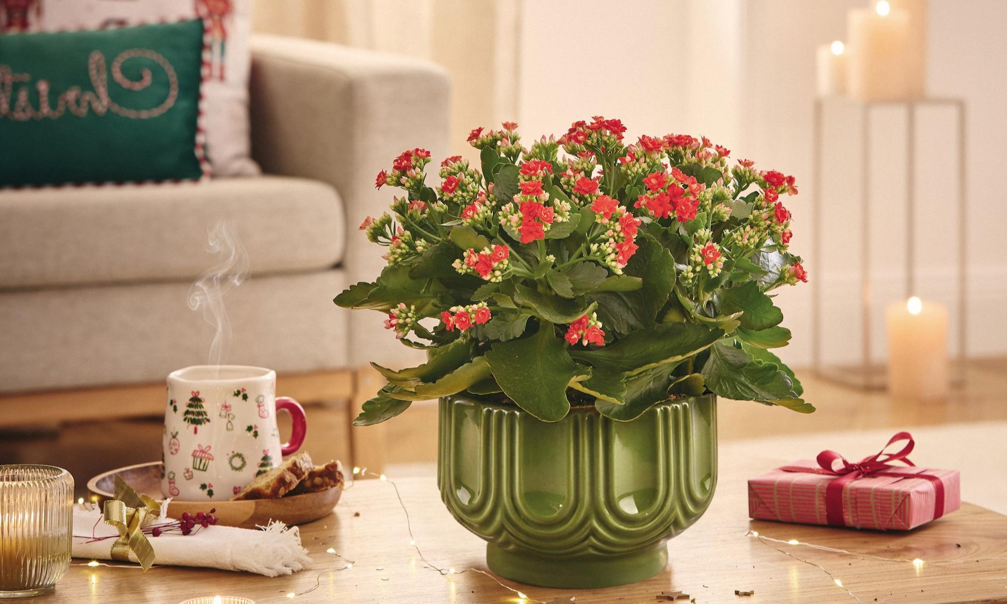 Le kalanchoé coloré