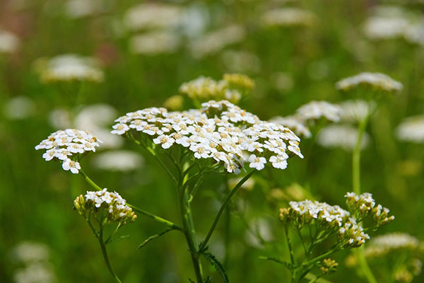 Une fleur en corymbe