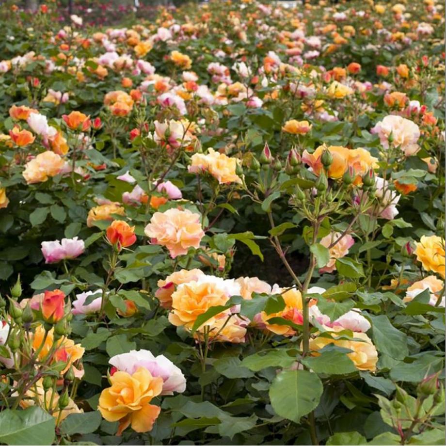 Rosier 'Tequila®' Meipomolo LABEL ROUGE