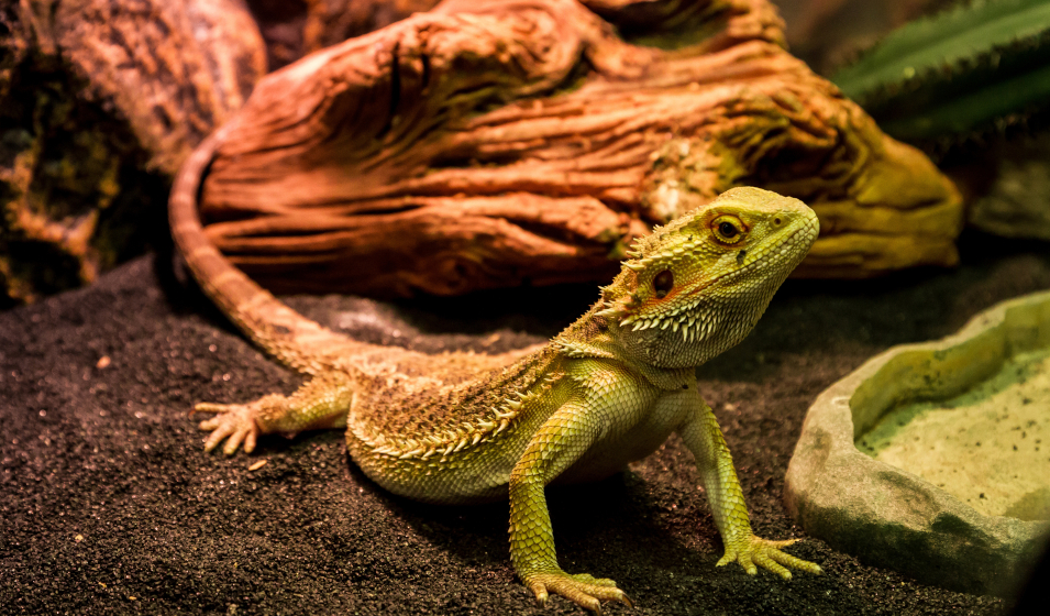 Quel terrarium choisir pour des reptiles ? Jardiland