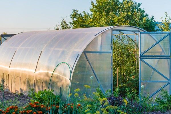 Couverture de Protection UV pour plantes succulentes, transparente