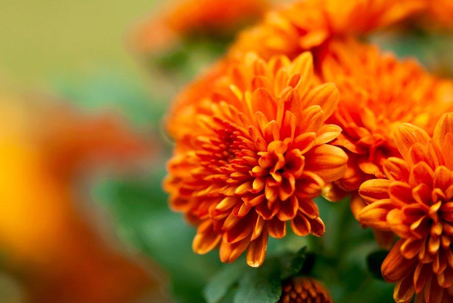 Les chrysanthèmes : un festival de couleurs au coeur de l'automne !