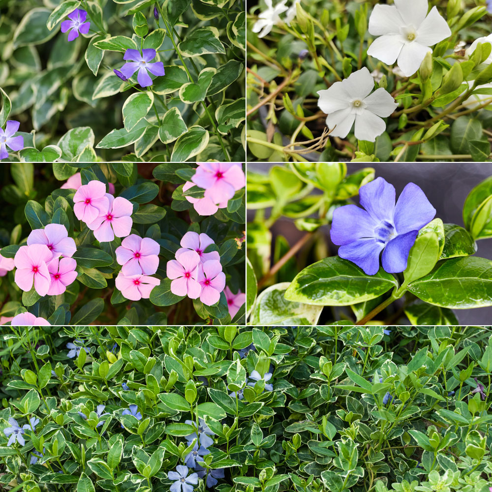 Grande pervenche ‘Variegata’,  Petite pervenche ‘Alba’, La pervenche de Madagascar, La petite pervenche ‘Illumination’, Un tapis de verdure 