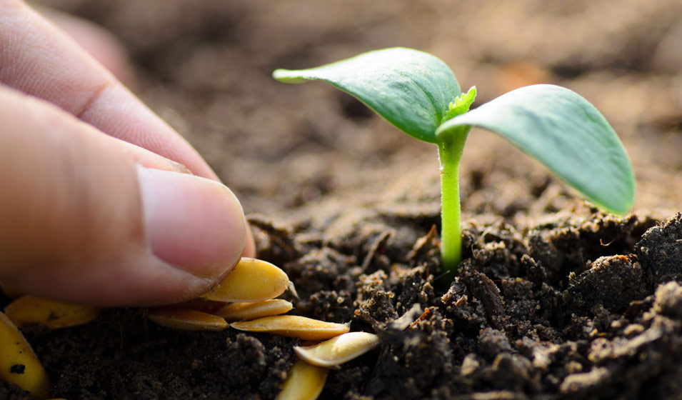 Les différentes méthodes de semis en pleine terre - Jardinet - Équipez  votre jardin au meilleur prix