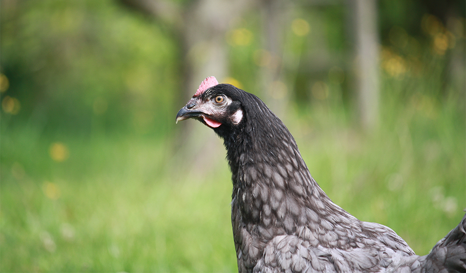 Comment bien choisir une mangeoire pour poules ? - Jardiland