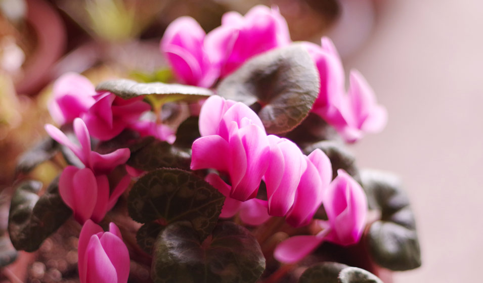 cyclamen